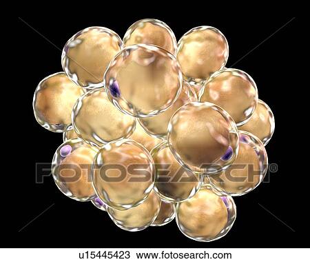 Stock Image - Fat cells, illustration. Fotosearch