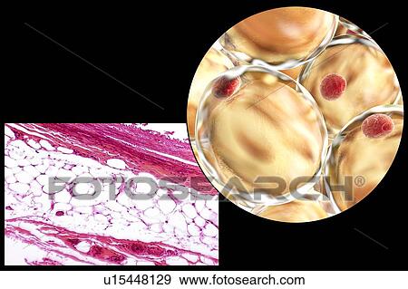 Fat cells, illustration View Large Photo Image Stock Photo - Fat cells, illustration. Fotosearch