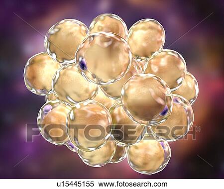Fat cells, illustration View Large Photo Image Stock Photography - Fat cells, illustration. Fotosearch