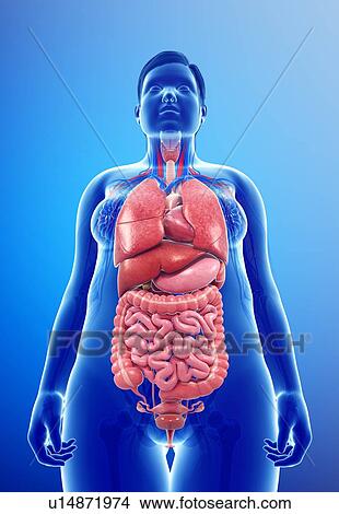 Picture - Female anatomy, illustration. Fotosearch