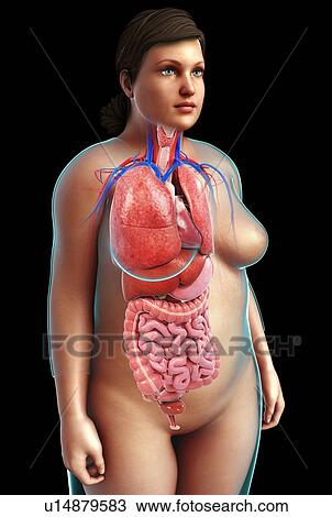 Female anatomy, illustration View Large Photo Image Stock Image - Female anatomy, illustration. Fotosearch