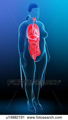 Stock Image - Female anatomy, illustration. Fotosearch