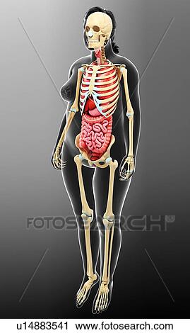 Female anatomy, illustration View Large Photo Image Stock Image - Female anatomy, illustration. Fotosearch