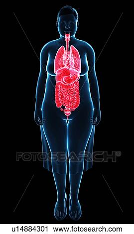 Female anatomy, illustration View Large Photo Image Stock Image - Female anatomy, illustration. Fotosearch