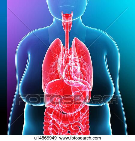 Female anatomy, illustration View Large Photo Image Stock Photo - Female anatomy, illustration. Fotosearch