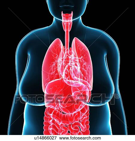 Female anatomy, illustration View Large Photo Image Stock Photo - Female anatomy, illustration. Fotosearch