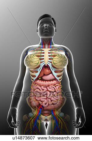 Stock Photo - Female anatomy, illustration. Fotosearch
