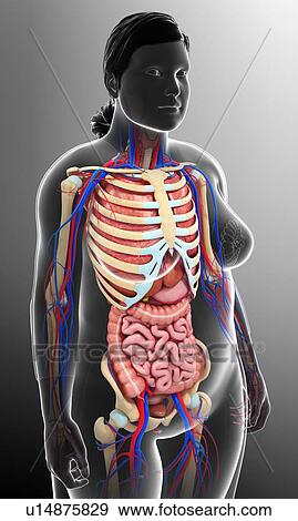 Stock Photo - Female anatomy, illustration. Fotosearch