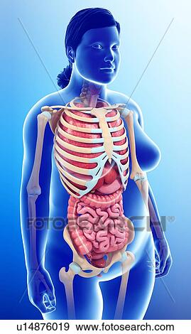 Female anatomy, illustration View Large Photo Image Stock Photo - Female anatomy, illustration. Fotosearch