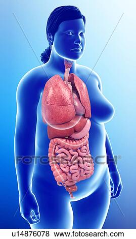 Female anatomy, illustration View Large Photo Image Stock Photo - Female anatomy, illustration. Fotosearch