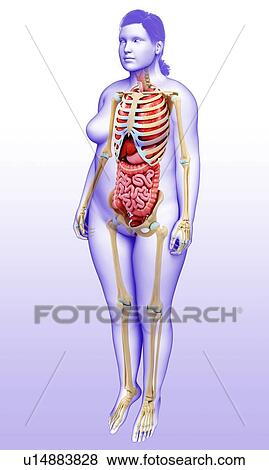 Female anatomy, illustration View Large Photo Image Stock Photo - Female anatomy, illustration. Fotosearch