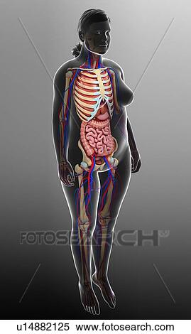 Female anatomy, illustration View Large Photo Image Stock Photography - Female anatomy, illustration. Fotosearch