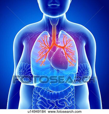 Picture - Female bronchi, illustration. Fotosearch