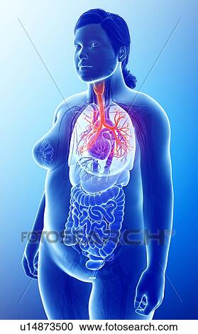 Stock Image - Female bronchi, illustration. Fotosearch