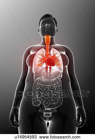 Stock Image - Female bronchi, illustration. Fotosearch