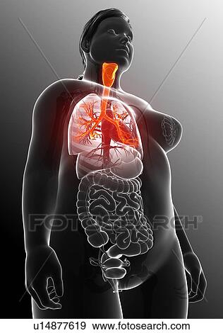 Female bronchi, illustration View Large Photo Image Stock Photo - Female bronchi, illustration. Fotosearch