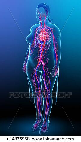 Stock Photo - Female cardiovascular, illustration. Fotosearch
