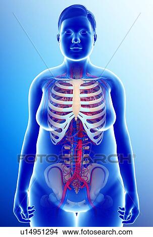 Picture - Female circulatory system, illustration. Fotosearch