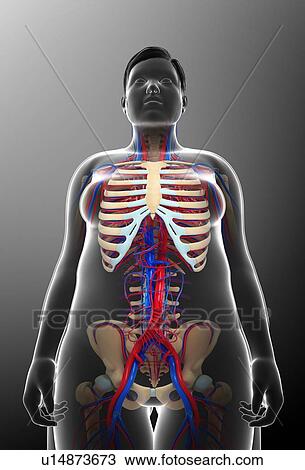Stock Image - Female circulatory system, illustration. Fotosearch