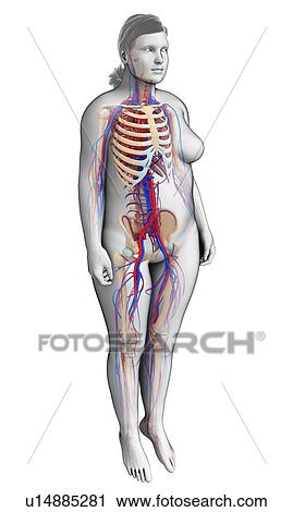 Female circulatory system, illustration View Large Photo Image Stock Image - Female circulatory system, illustration. Fotosearch