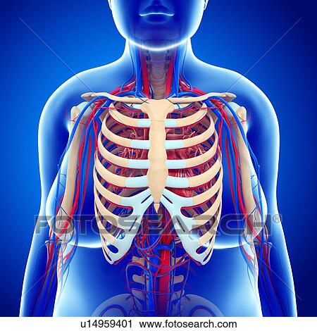 Stock Image - Female circulatory system, illustration. Fotosearch