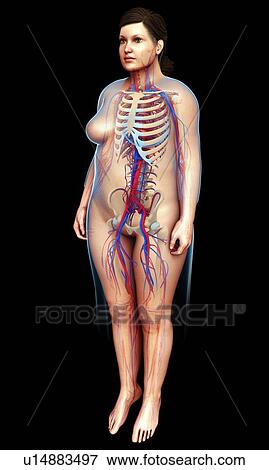 Stock Photo - Female circulatory system, illustration. Fotosearch