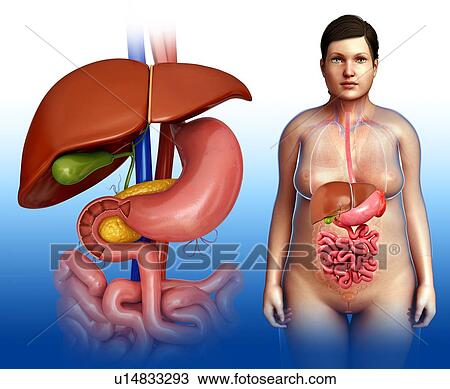 Female digestive system, illustration View Large Photo Image Stock Image - Female digestive system, illustration. Fotosearch