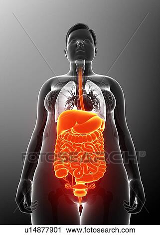Female digestive system, illustration View Large Photo Image Stock Image - Female digestive system, illustration. Fotosearch