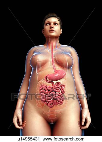 Female digestive system, illustration View Large Photo Image Stock Image - Female digestive system, illustration. Fotosearch