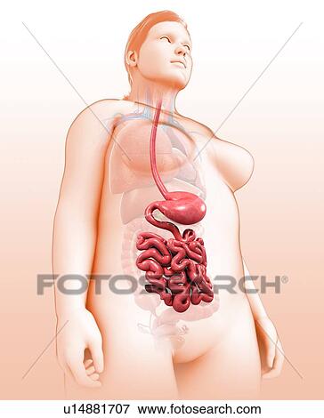 Female digestive system, illustration View Large Photo Image Stock Photo - Female digestive system, illustration. Fotosearch