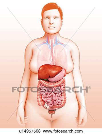 Female digestive system, illustration View Large Photo Image Stock Photo - Female digestive system, illustration. Fotosearch