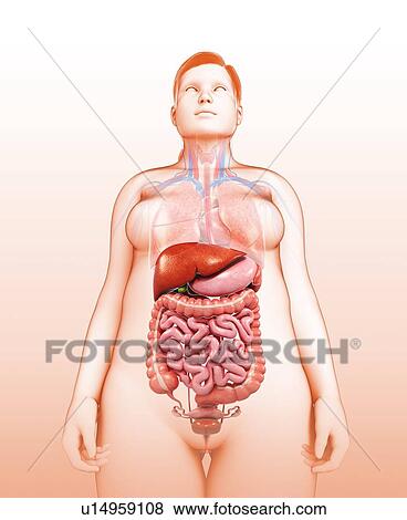 Female digestive system, illustration View Large Photo Image Stock Photo - Female digestive system, illustration. Fotosearch