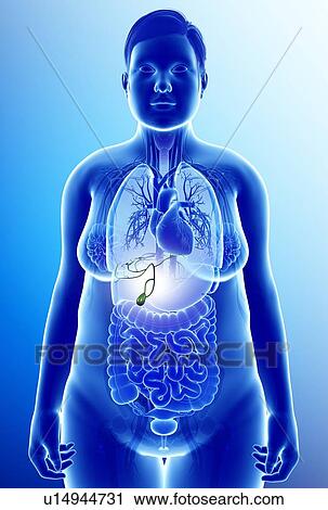 Female gallbladder, illustration View Large Photo Image Stock Image - Female gallbladder, illustration. Fotosearch