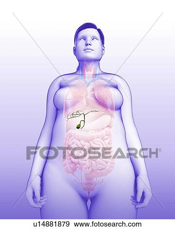 Stock Photo - Female gallbladder, illustration. Fotosearch