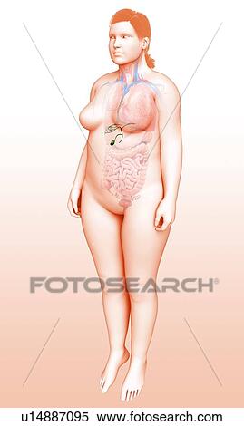 Female gallbladder, illustration View Large Photo Image Stock Photography - Female gallbladder, illustration. Fotosearch