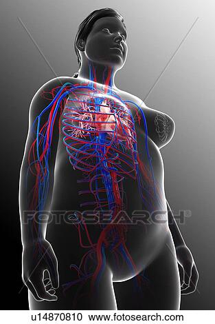 Stock Image - Female heart, illustration. Fotosearch