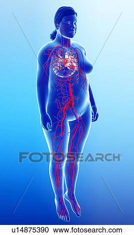 Female heart, illustration View Large Photo Image Stock Image - Female heart, illustration. Fotosearch