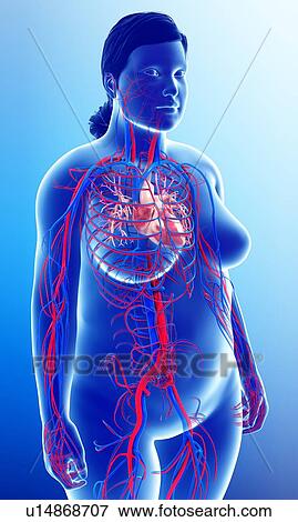 Female heart, illustration View Large Photo Image Stock Photo - Female heart, illustration. Fotosearch