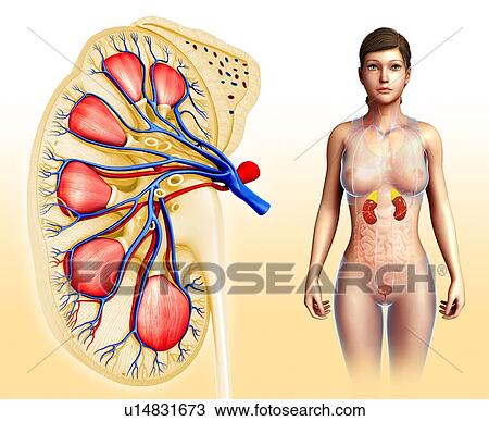 Female kidney, illustration View Large Photo Image Stock Image - Female kidney, illustration. Fotosearch