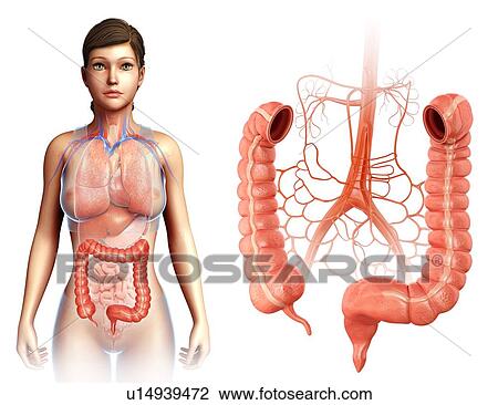 Female large intestine anatomy View Large Photo Image Stock Image - Female large intestine anatomy. Fotosearch