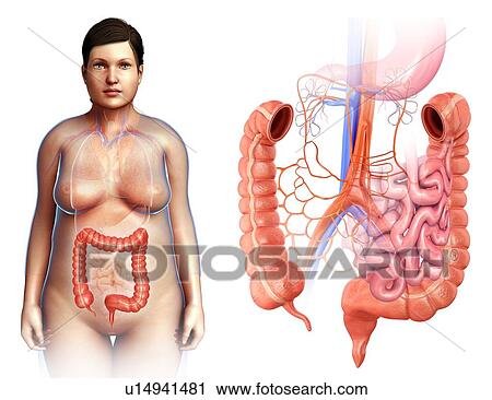 Stock Image - Female large intestine anatomy. Fotosearch