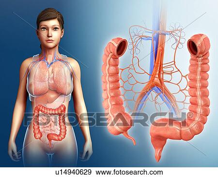 Stock Photo - Female large intestine anatomy. Fotosearch
