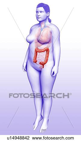 Stock Image - Female large intestine, illustration. Fotosearch