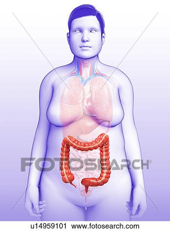 Stock Image - Female large intestine, illustration. Fotosearch