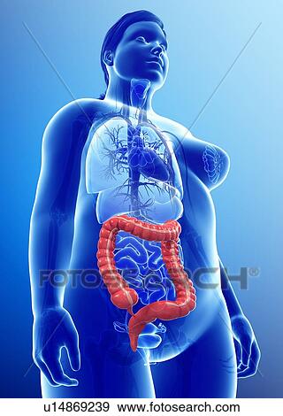 Female large intestine, illustration View Large Photo Image Stock Photo - Female large intestine, illustration. Fotosearch