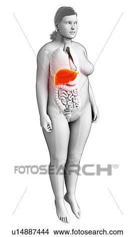 Picture - Female liver, illustration. Fotosearch