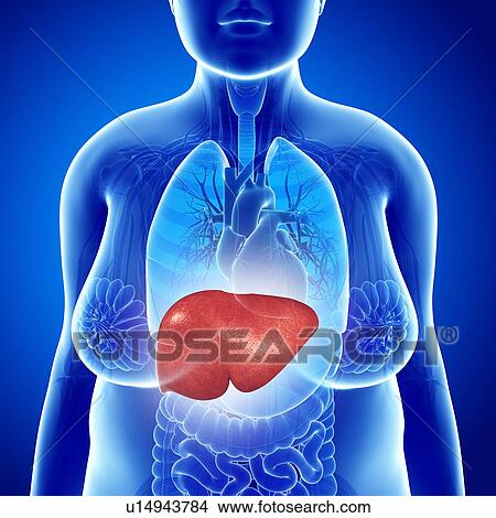 Female liver, illustration View Large Photo Image Picture - Female liver, illustration. Fotosearch