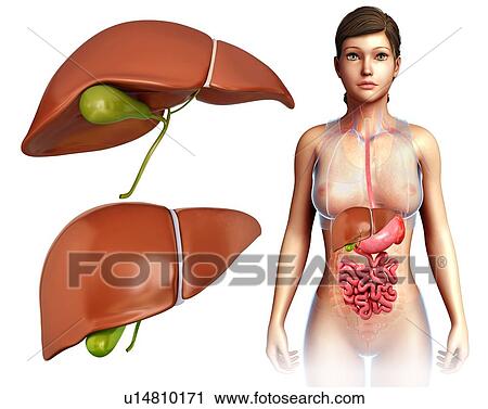 Female liver, illustration View Large Photo Image Stock Image - Female liver, illustration. Fotosearch