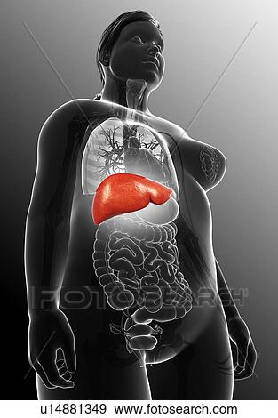 Stock Photo - Female liver, illustration. Fotosearch