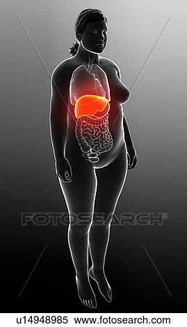 Female liver, illustration View Large Photo Image Stock Photography - Female liver, illustration. Fotosearch
